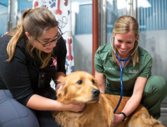 All-Star Veterinary Clinic – Westfield