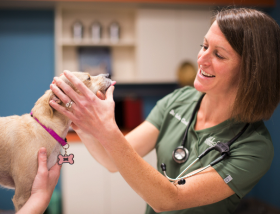 All-Star Veterinary Clinic – Westfield