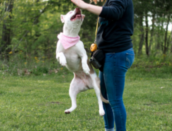 Ruff Lyfe Dog Training