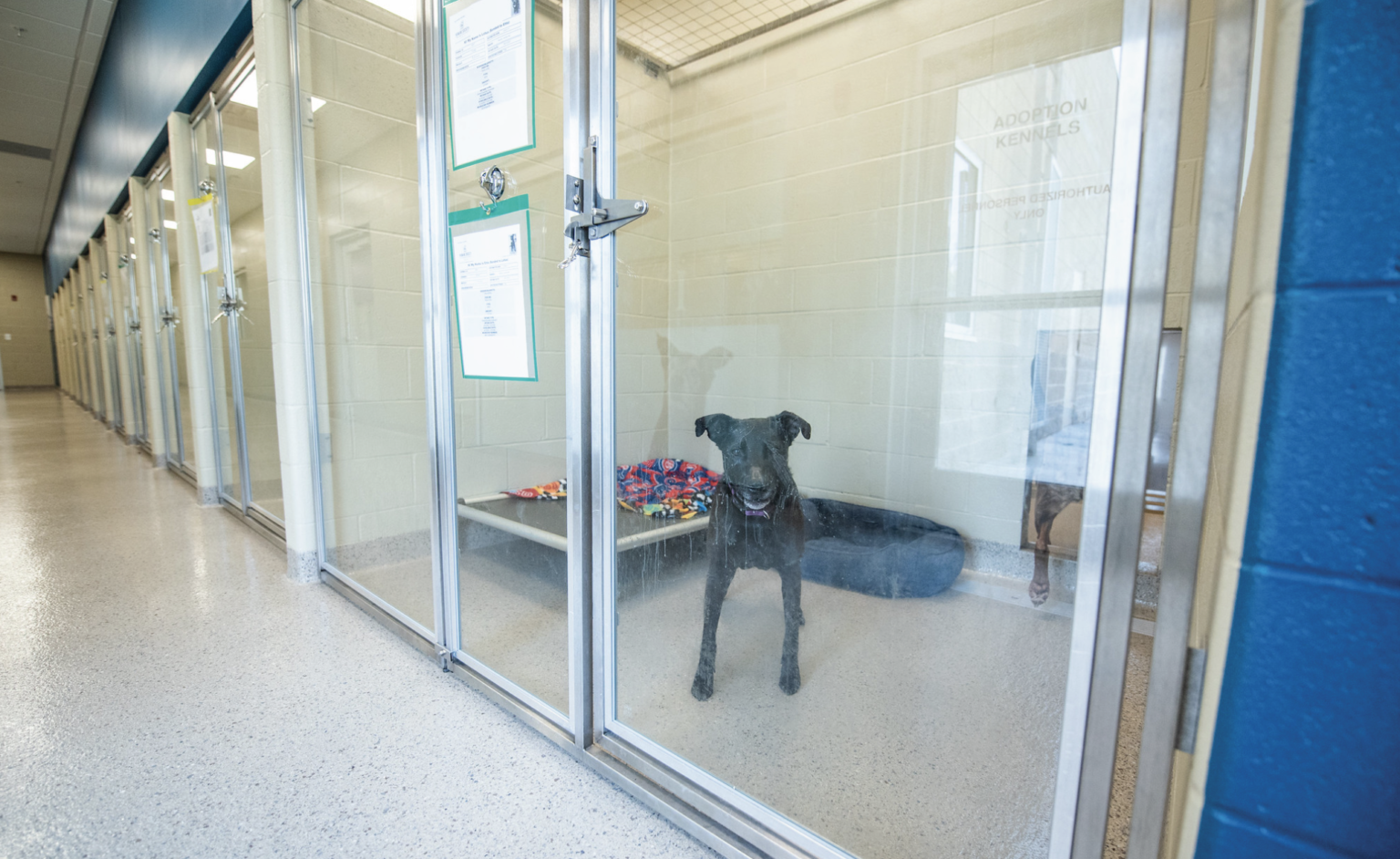 Humane Society for Hamilton County