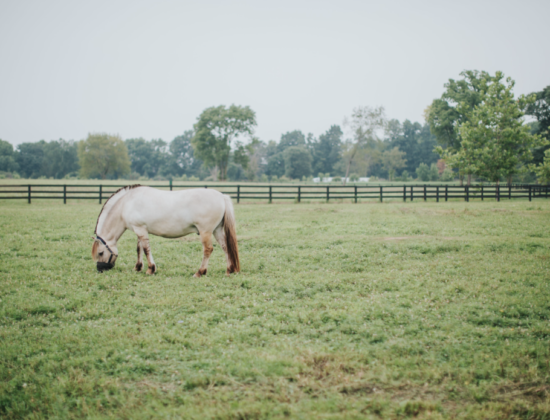 Morning Dove Therapeutic Riding – Zionsville