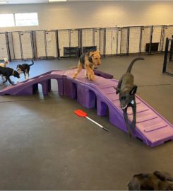 Doggy Daycare, Training, Grooming and More!