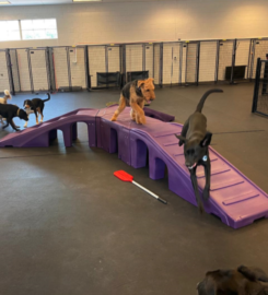 Ruff House Adventures – Danville