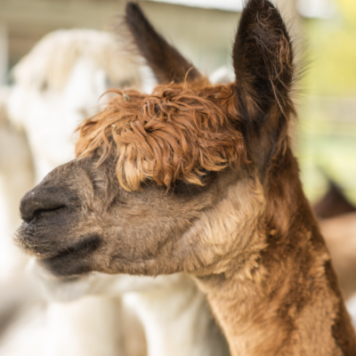 Montrose Farms – Brownsburg
