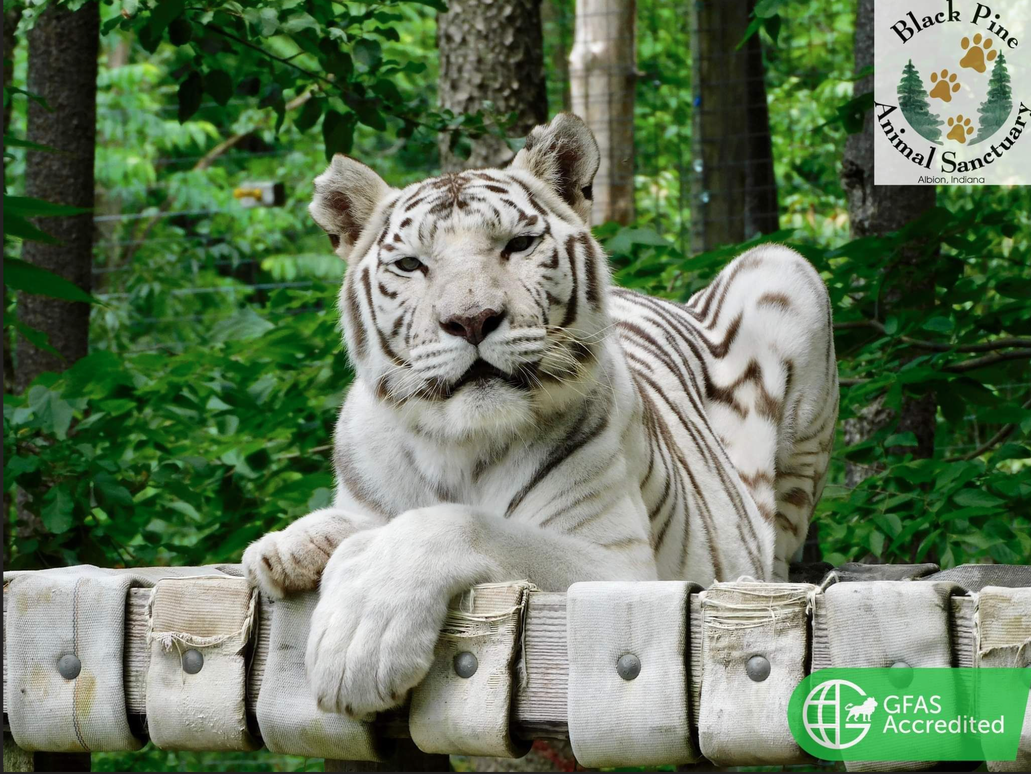 Lions, Tigers and Beer Oh My!': Registration open for Black Pine Animal  Sanctuary fundraiser