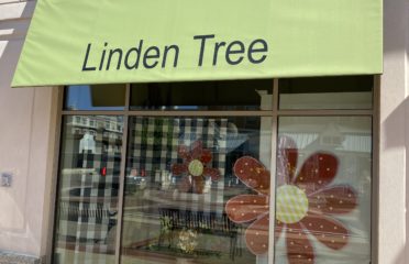 Linden Tree – Carmel