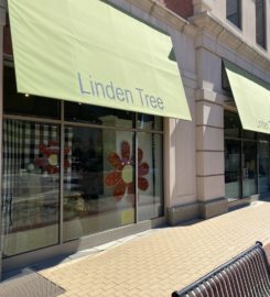Linden Tree – Carmel