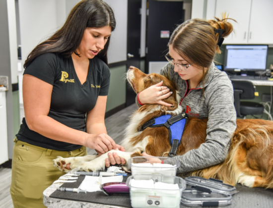 Plymouth Veterinary Clinic