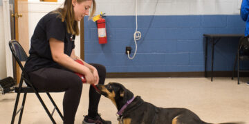 Woman training service dog