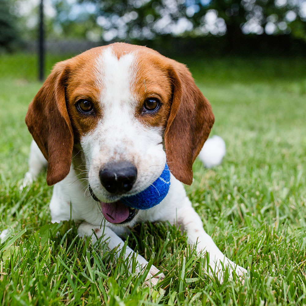 Cute brown and white dog sitting on the grass wearing a blue collar