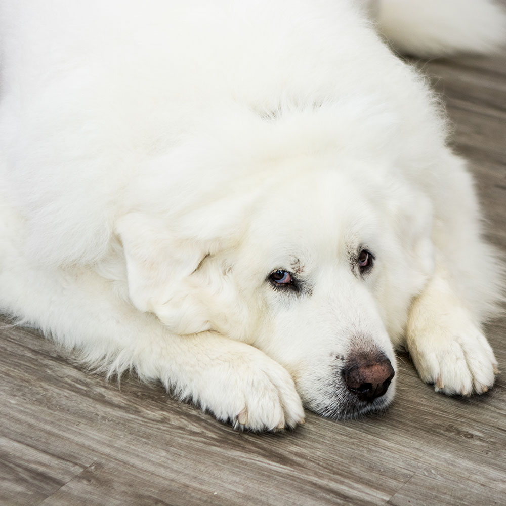 Giant white fluffy dog on a wooden floor