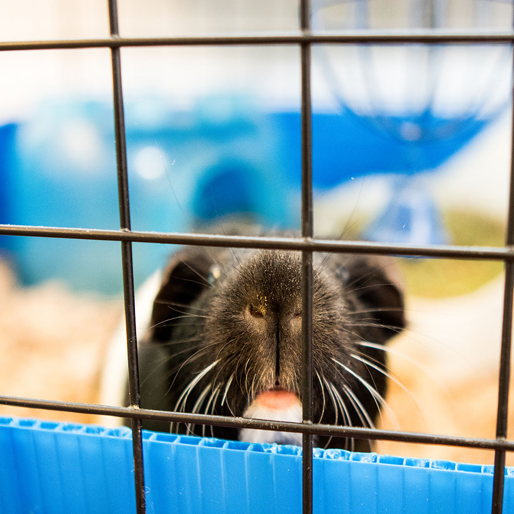 Black guinea pig in a cage