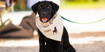 Wine and Wags: Mallow Run Winery Hosts Labapalooza 2024