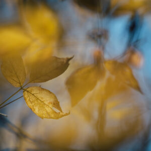 Yellow leaves on a tree