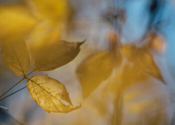 Yellow leaves on a tree