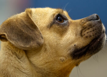 Medical Mutts Hosts “Barks and Booze” Fundraiser