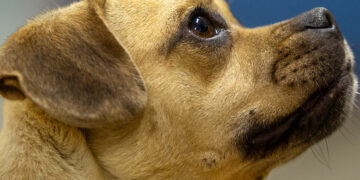 Medical Mutts Hosts “Barks and Booze” Fundraiser