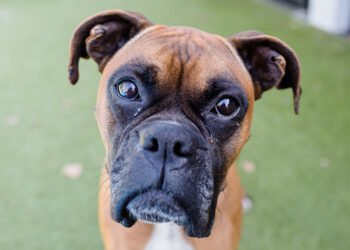 Finding Fur-ever Homes with Humane Society of Boone County