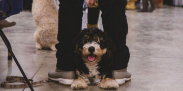 Dogtona Returns to the Hendricks County 4-H Fairgrounds