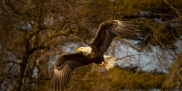 The Robert Cooper Audubon Society Helps Protect the Natural Environment
