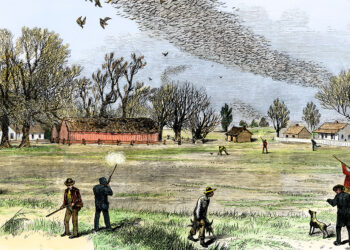 Requiem for the Passenger Pigeon