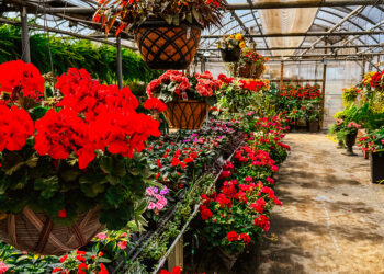 The Country Garden Center Celebrates 25 Years with Spring Gardening Tips