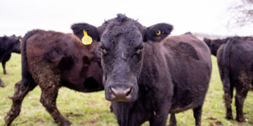 Rockin R Ranch Offers High-Quality Beef in Boone County