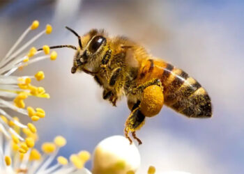 Buzzing with Beekeepers