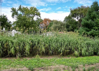 Tree Planting Triumph