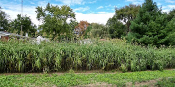 Tree Planting Triumph