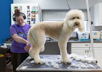 Paws & Play Dog Resort and Training Center Redefines Pet Care