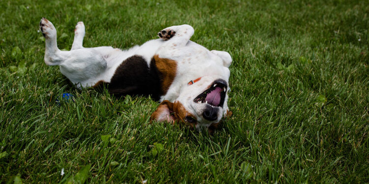 Humane Society of Boone County Seeks Support for New Play Yard