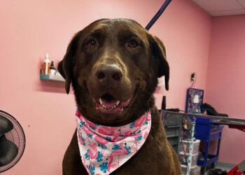 Puptown Girl Keeps Canines Coifed in Hamilton County