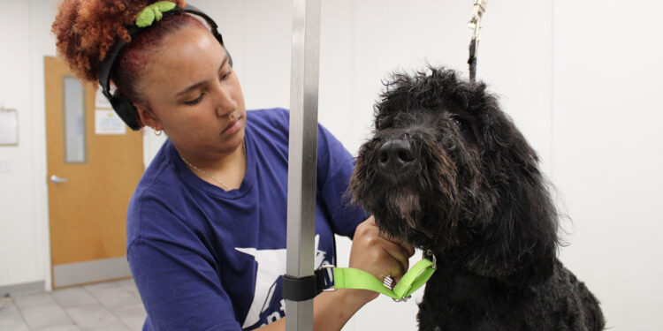 Scenthound Treats Dogs Like Family