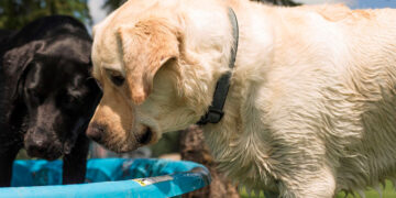 Zionsville Country Kennel