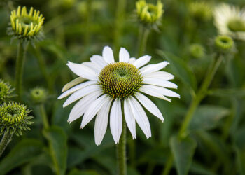 Family, Flowers & Farm Fun Flourish at Plymouth’s Lane of Blooms