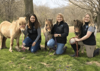 The Ark Miniature Therapy Horses