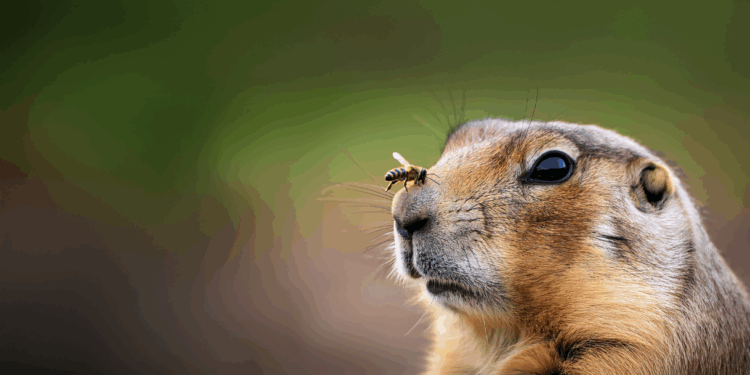 Sandler DTB: Bees & Prairie Dogs