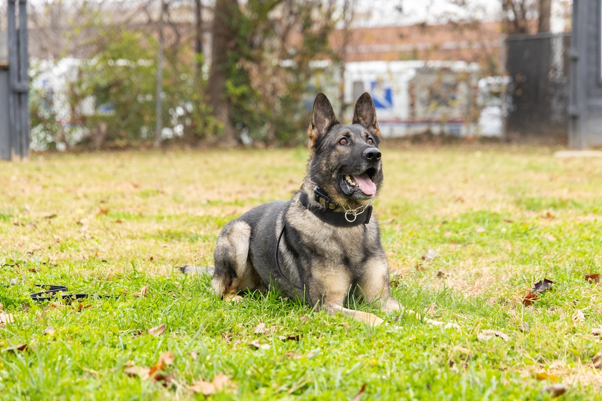 K-9 patrol dog laying on the ground