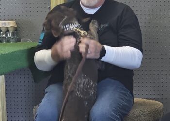 Hounds for Heroes training a dog