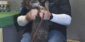 Hounds for Heroes training a dog