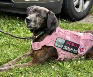 Alice the therapy dog