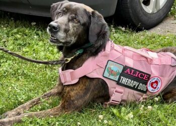 Alice the therapy dog