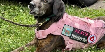 Alice the therapy dog