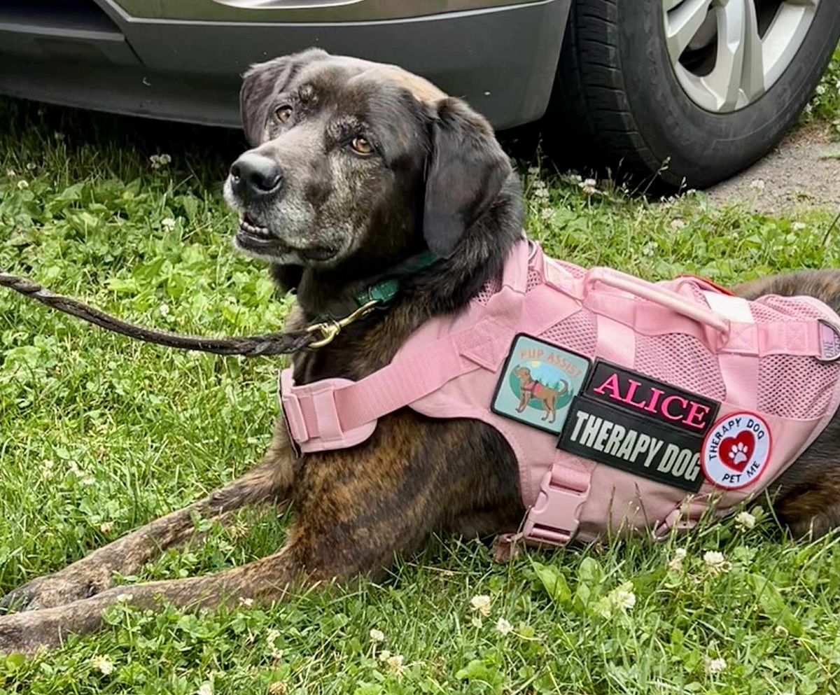 Alice the therapy dog