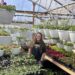 A woman with long brown hair and glasses, wearing a black Armstrong & Getty "A&G Air Force" t-shirt, smiles inside a lush, active greenhouse. She is surrounded by rows of vibrant flowers, including Petunias and Coleus, with numerous white plastic hanging baskets suspended from the overhead structure. The scene captures the bright, humid environment of Hannah's Country Road Greenhouse during its spring opening.