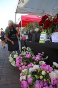 In the foreground, dozens of fluffy, vibrant pink and creamy white peonies are tightly packed into black buckets on the ground. Behind them, a table covered in a black cloth holds more buckets of dark red and white peonies. A woman with short white hair, wearing a black apron and red-rimmed glasses, leans over to inspect the flowers on the lower level. The scene is set on a historic red brick street, with the edge of a white event tent and a red pop-up tent visible in the background under a clear, bright sky.
