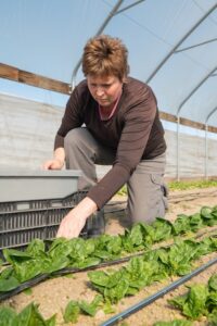 A woman kneeling in a high-tunnel greenhouse, carefully harvesting rows of vibrant green leafy vegetables, like spinach. She is dressed in a dark long-sleeved shirt and grey cargo pants, with a black plastic crate and a grey bin positioned beside her for the harvest. An irrigation line runs along the base of the plants in the sandy soil.