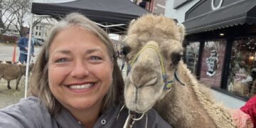 A close-up selfie of a smiling woman with graying hair and blue eyes, wearing a gray hooded sweatshirt. She is posing next to a light brown dromedary camel that is leaning its head toward her. The camel has a blue and yellow halter. In the background, a street scene in downtown Franklin, Indiana, is visible, including a black canopy tent, a brick building with a sign that reads "BYTAVI BOUTIQUE," and a small brown goat.