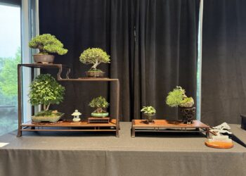 An elegant bonsai exhibition display against a black curtain. On the left, a multi-tiered dark wood shohin stand holds four distinct trees: a dense pine on the top left, a rounded deciduous tree on the top right, a lush maple on the bottom left, and a smaller flowering tree on the bottom right. A tiny white stone lantern sits between the bottom two trees. To the right, a separate low wooden stand features a miniature accent plant and a dramatic cascading pine in a rustic pot.